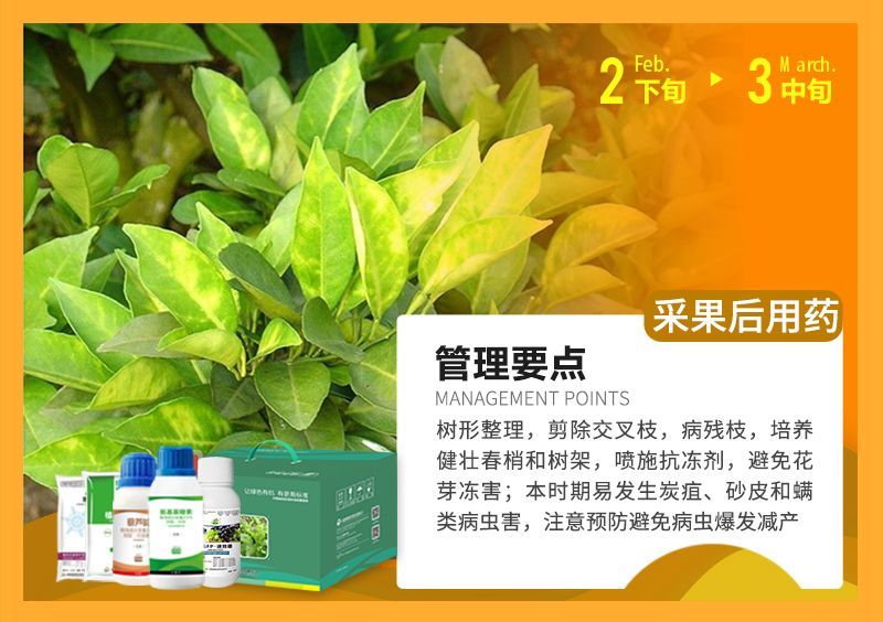 樹(shù)形整理，剪除交叉枝，病殘枝，培養健壯春梢和樹(shù)架，噴施抗凍劑，避免花芽?jì)龊?本時(shí)期易發(fā)生炭疽、砂皮和端類(lèi)病蟲(chóng)害，注意預防避免病蟲(chóng)爆發(fā)減產(chǎn) 