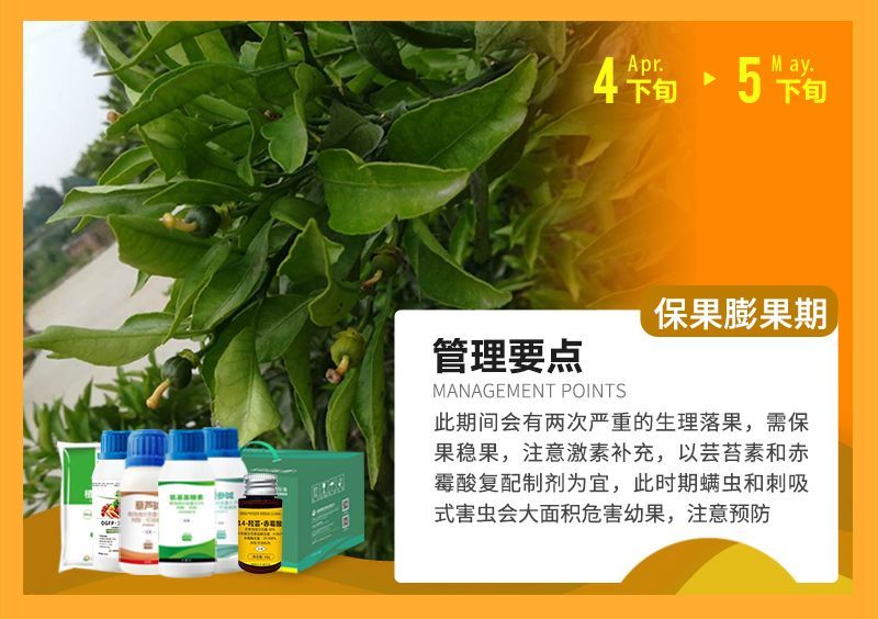 此期間會(huì )有兩次嚴重的生理落果,需保果穩果,注意激素補充,以蕓苔素和赤霉酸復配制劑為宜,此時(shí)期螨蟲(chóng)和刺吸式害蟲(chóng)會(huì )大面積危害幼果,注意預防