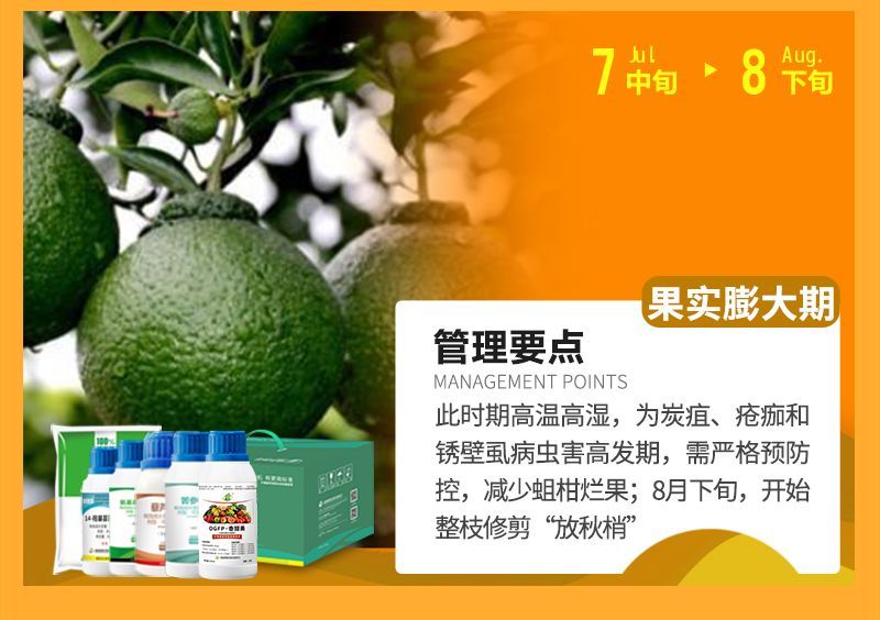 此時(shí)期高溫高濕，為炭疽、瘡癡和銹壁虱病蟲(chóng)害高發(fā)期，需嚴格預防控，減少蛆柑爛果;8月下旬，開(kāi)始整枝修剪“放秋梢”