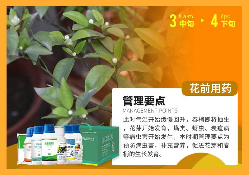 此時(shí)氣溫開(kāi)始緩慢回升，春梢即將抽生花芽開(kāi)始發(fā)育，蠕類(lèi)、蚜蟲(chóng)、炭疽病等病蟲(chóng)害開(kāi)始發(fā)生，本時(shí)期管理要點(diǎn)為預防病蟲(chóng)害，補充營(yíng)養，促進(jìn)花芽和春梢的生長(cháng)發(fā)育。