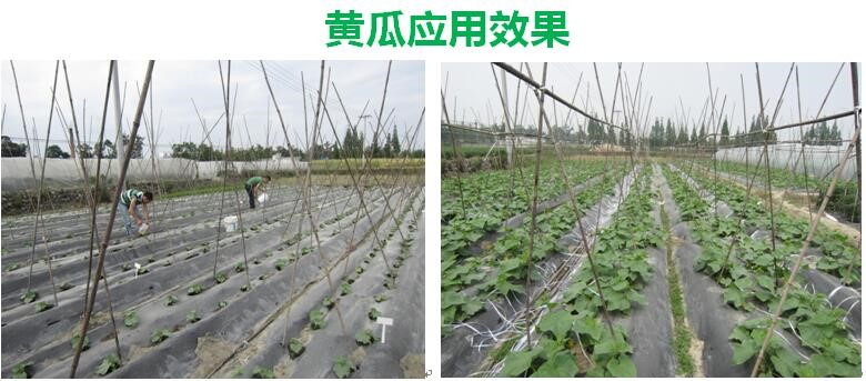 氨基寡糖素 - 植物的免疫衛士，根結線(xiàn)蟲(chóng)的克星