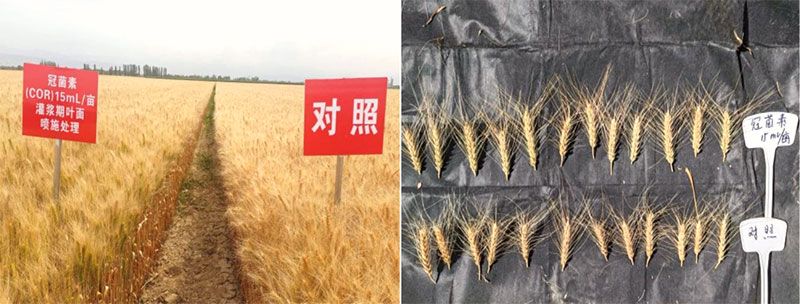 成都新朝陽(yáng)COR冠菌素入選“2025中國農業(yè)重大新產(chǎn)品”